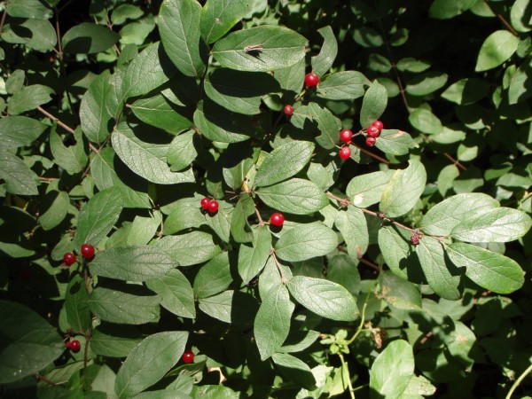 honeysuckle_berries_.jpg