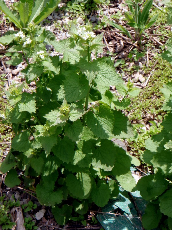 Garlic_mustard_bolting.jpg