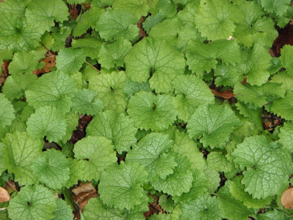 Garlic_mustard_rosettes.jpg