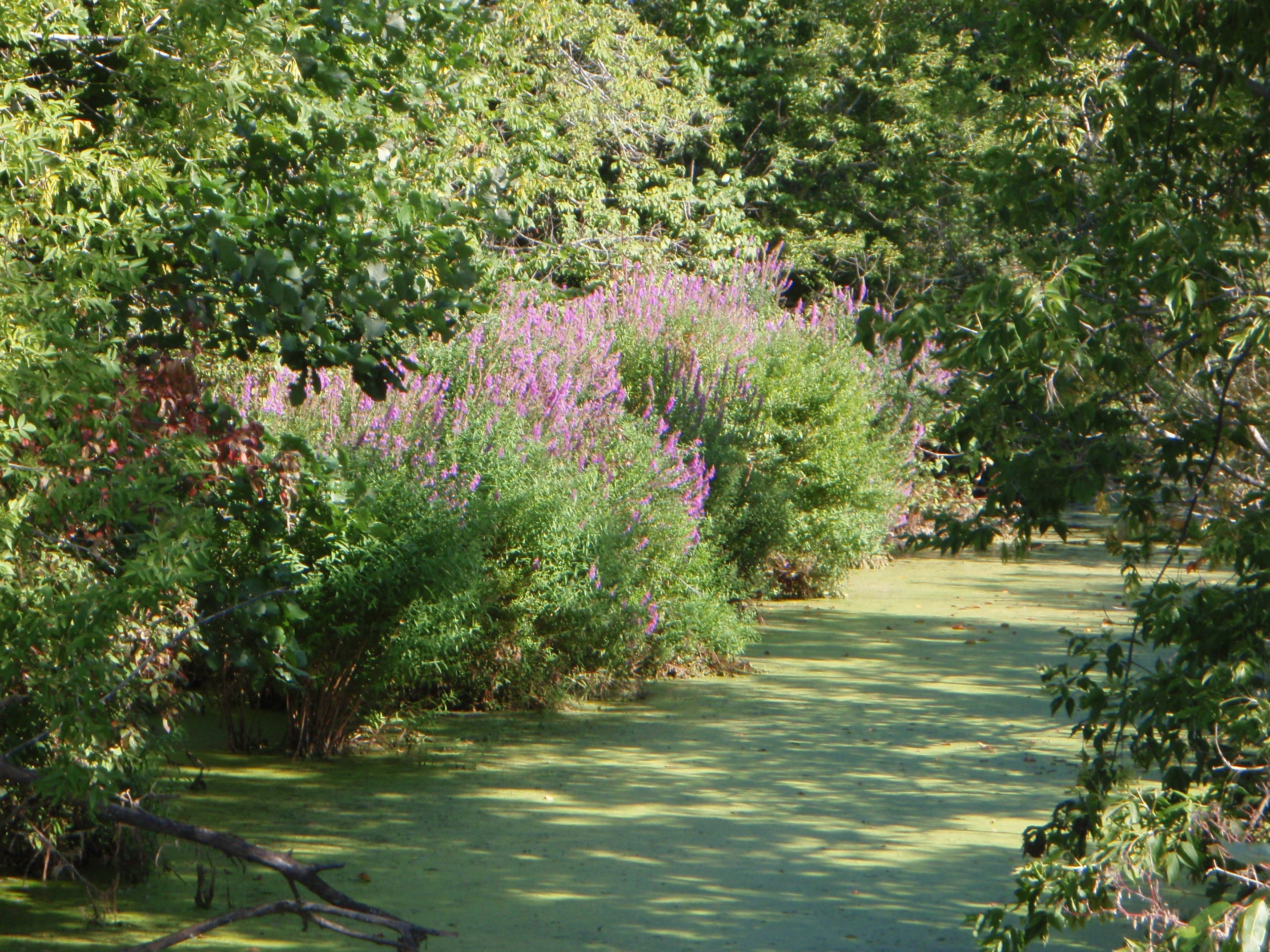 Purple Loosestrife.JPG