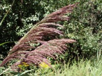 1_Phragmites_plume.jpg