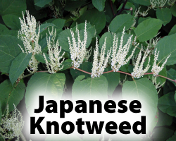 Japanese Knotweed