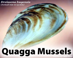 Quagga Mussels