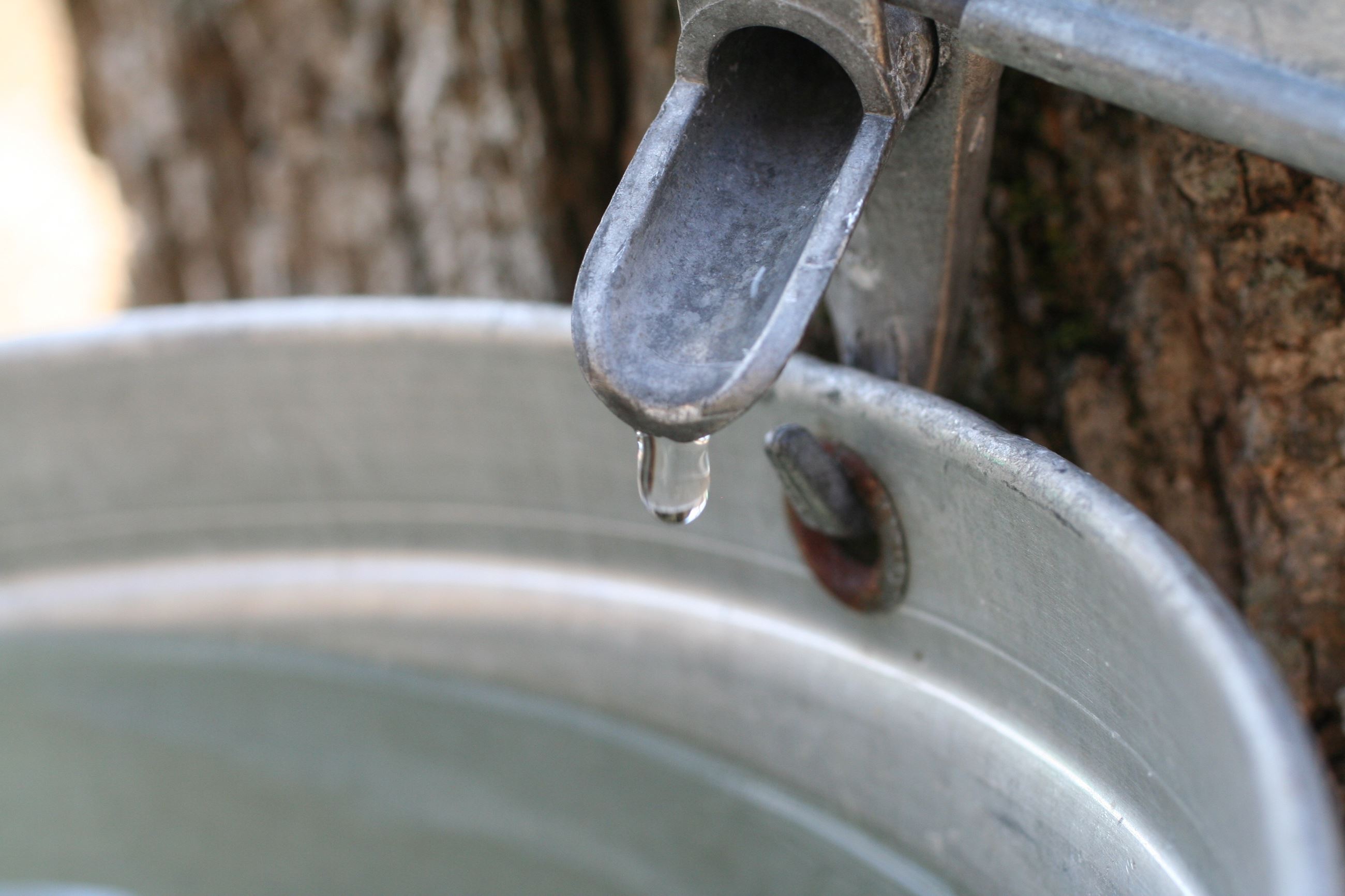Clear maple sap dripping from a metal spile into a metal bucket.