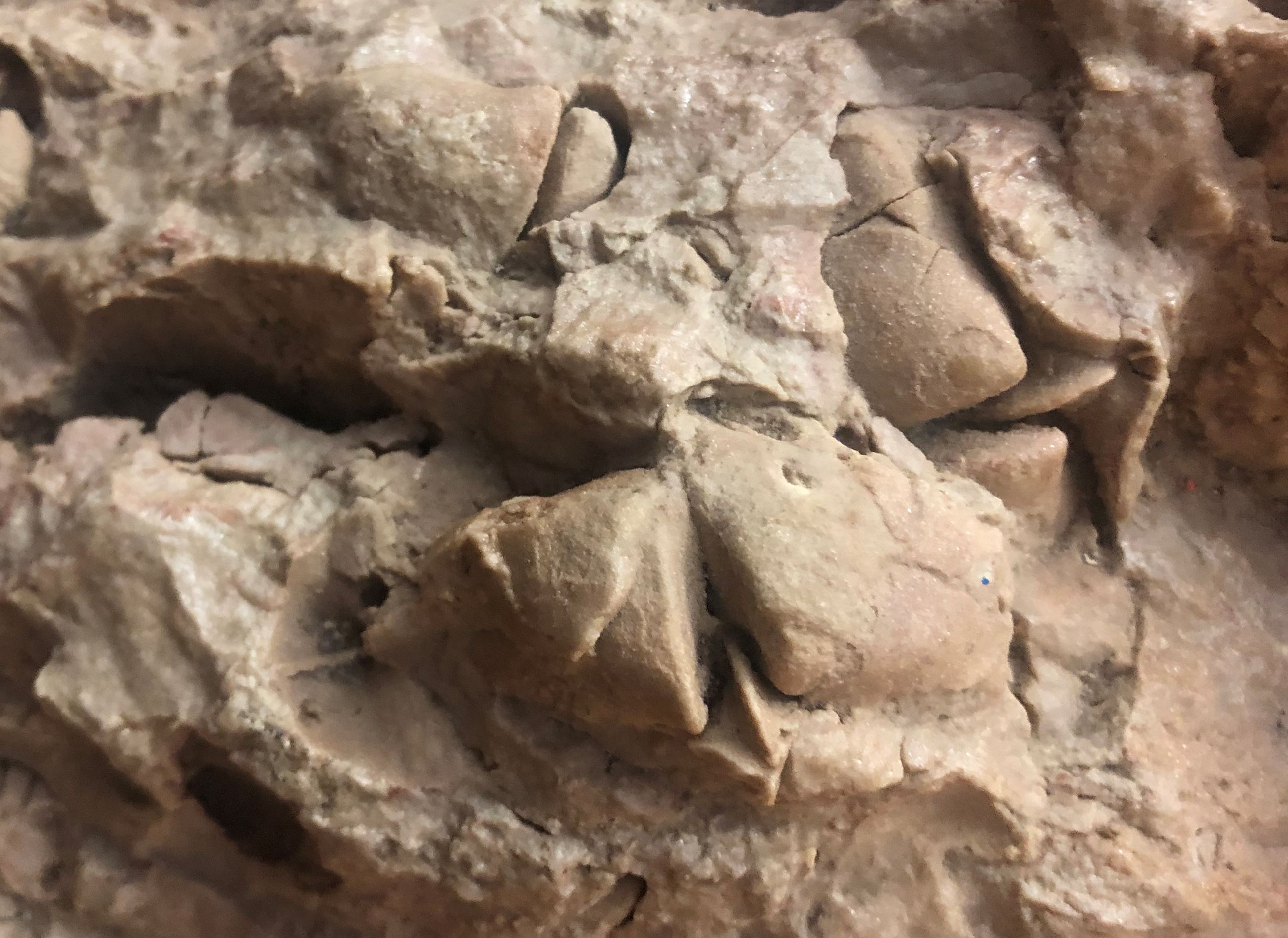 Fossils of bracheopod clams in a rock.