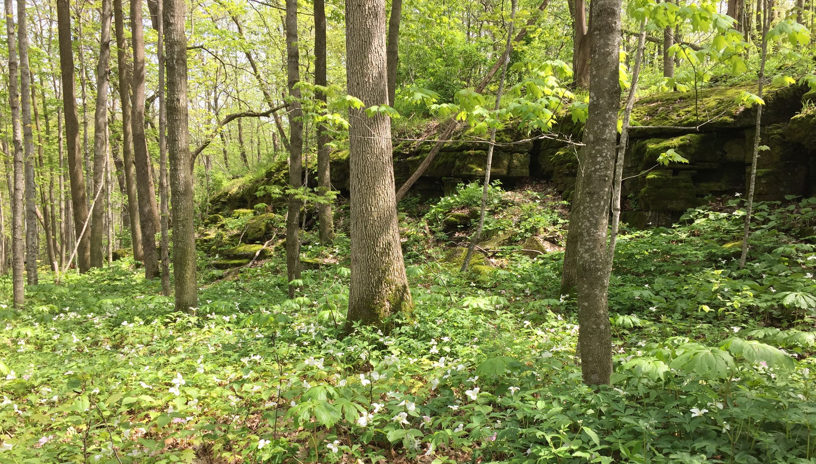 A woodland in spring with lots of white wildflowers. There is a rock ledge through the middle of the