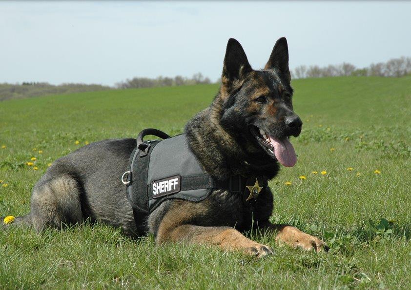 Dog from K9 Unit Opens in new window