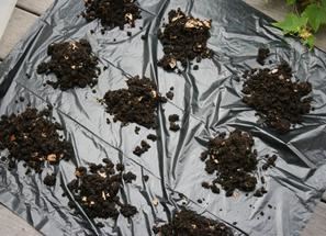 Demonstration of the Cone Method from Vermicomposting