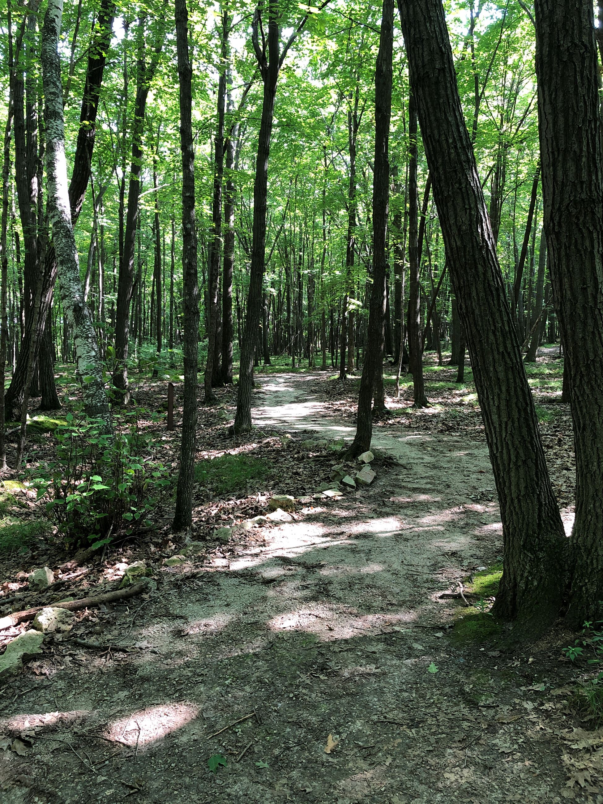 hiking trail in the woods
