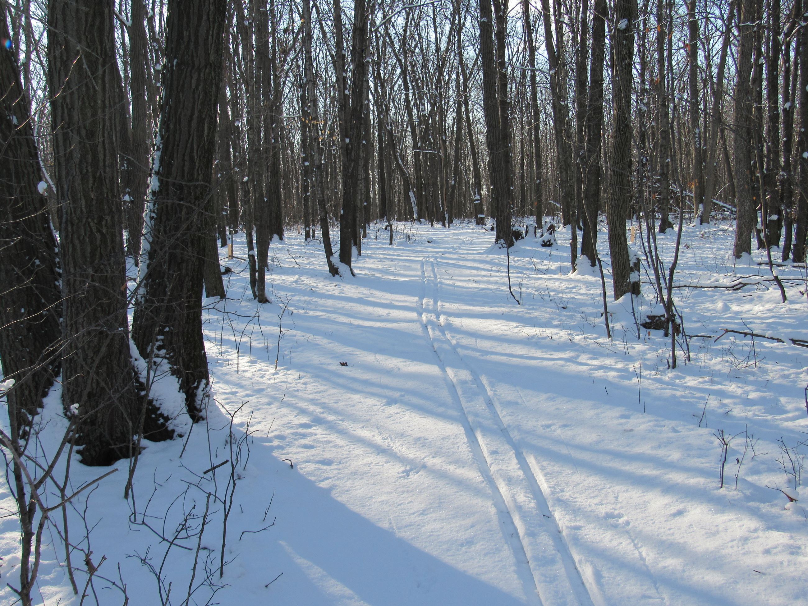 A groomed cross county ski trail in the woods