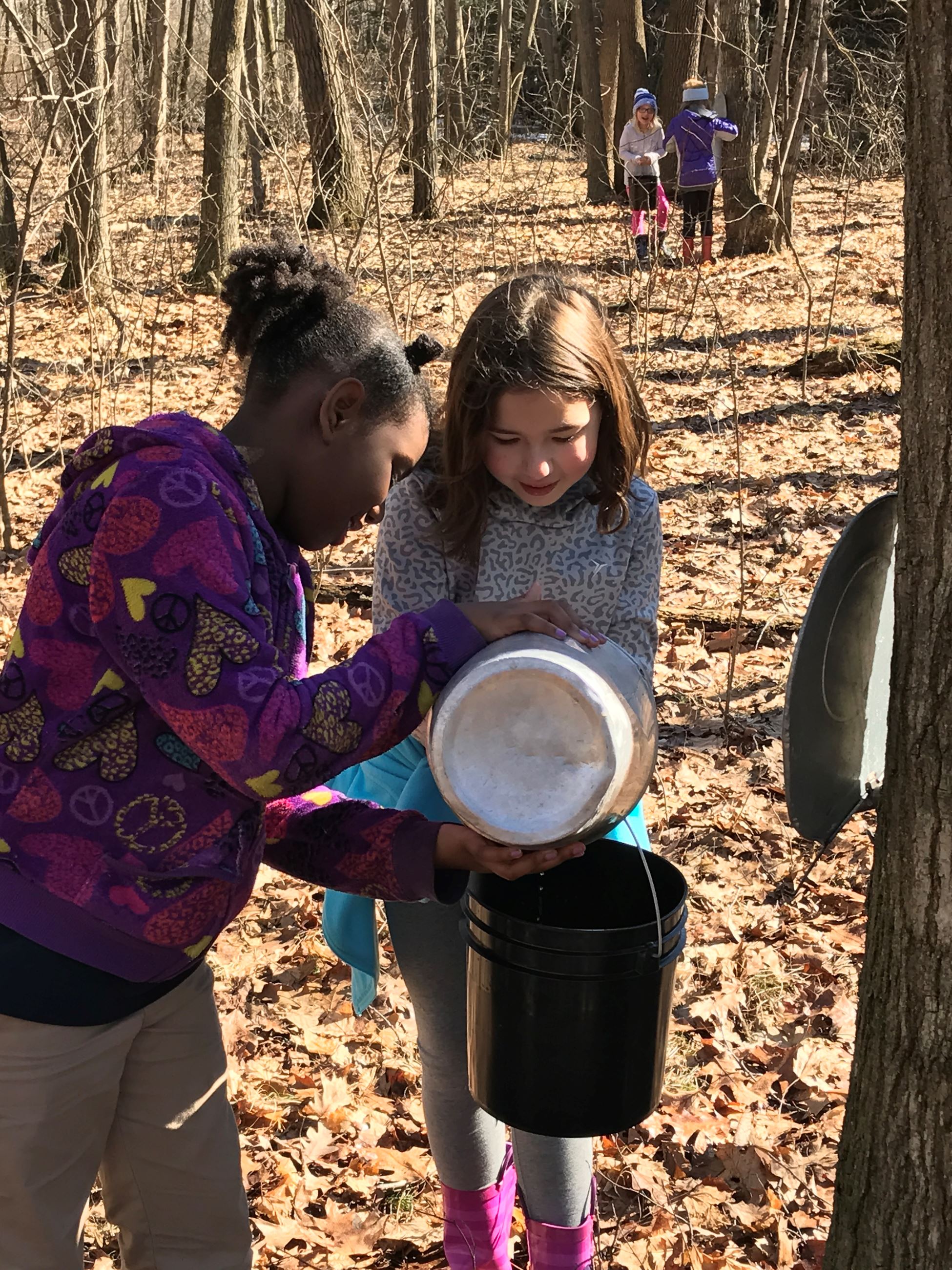 Two girls, one girl is pouring sap from a metal Vermont bucket into a plastic bucket which the other