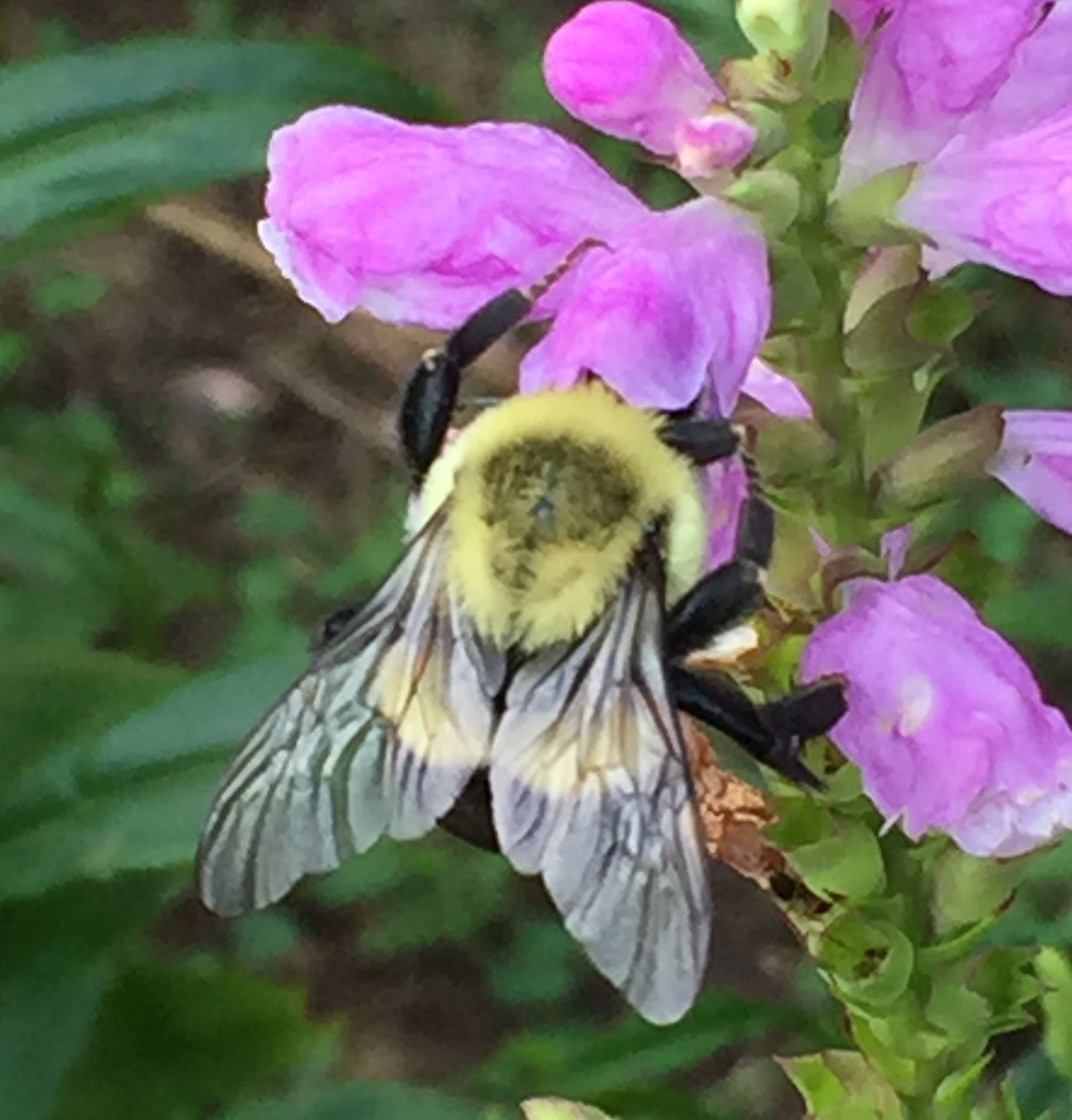 A bumble bee on a pink flower