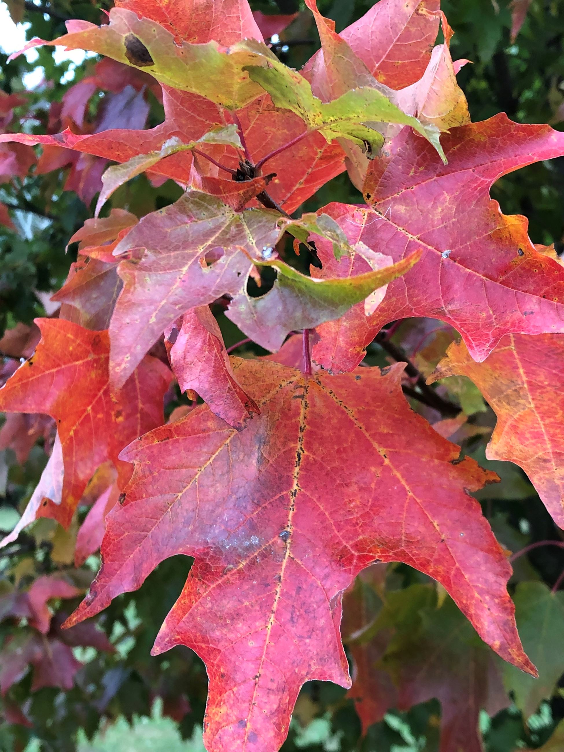 Red colored Maple leaves in fall