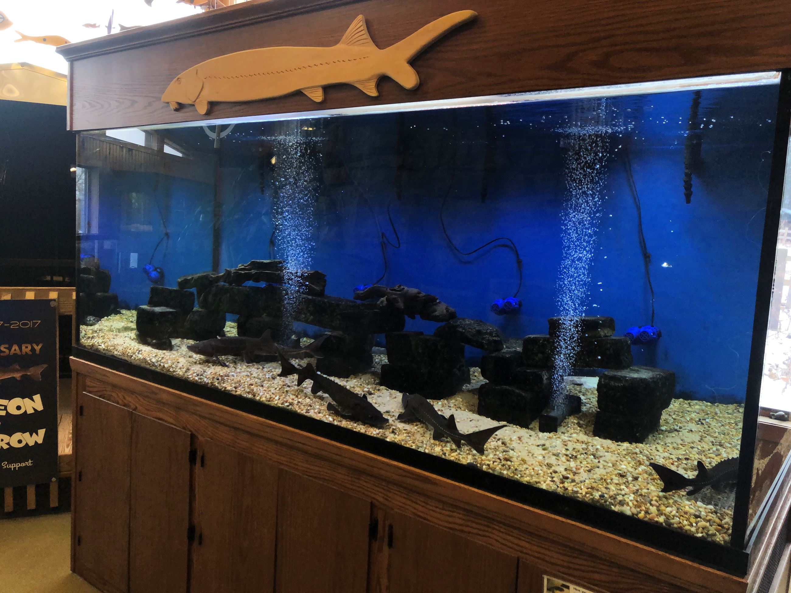 A large tank with sturgeon  in it