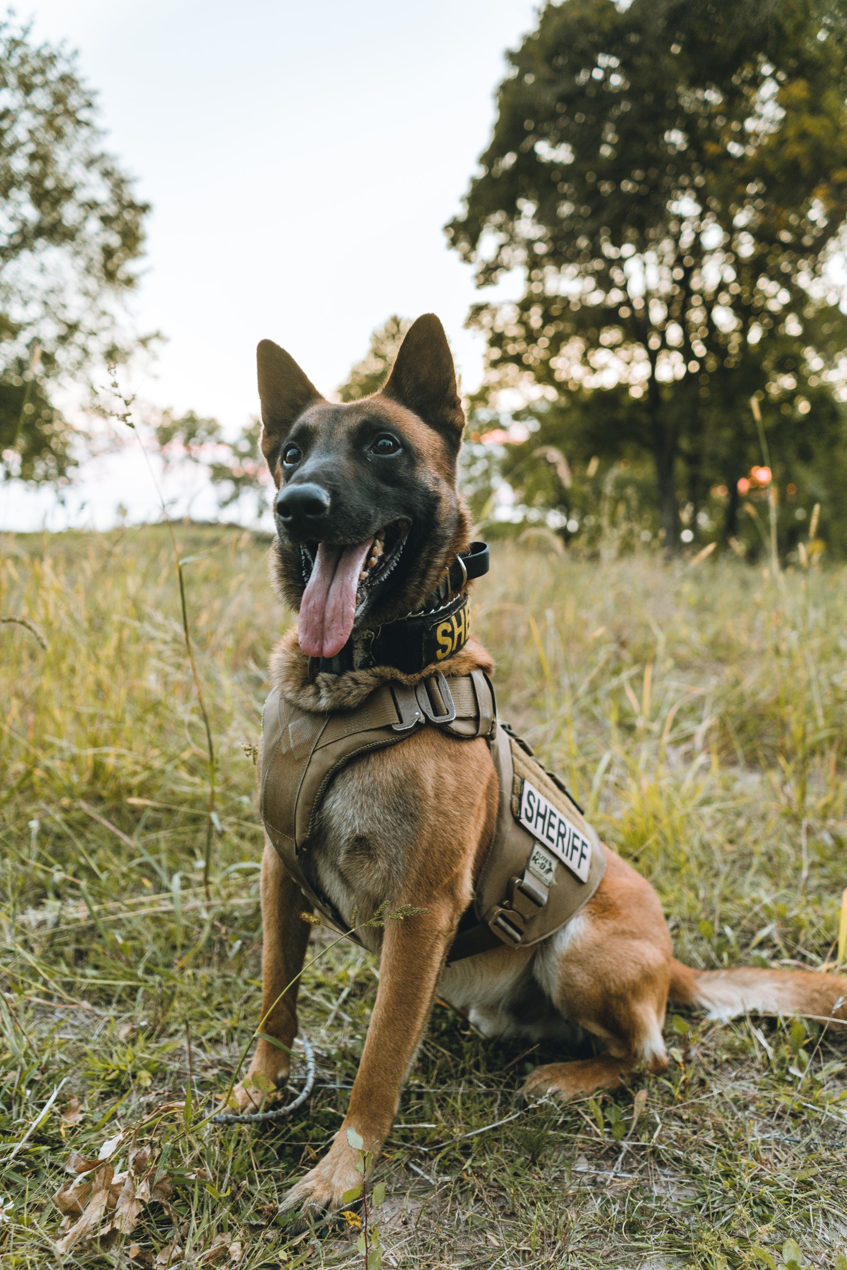Sheriff's K9 Dog, Alek in a sitting position